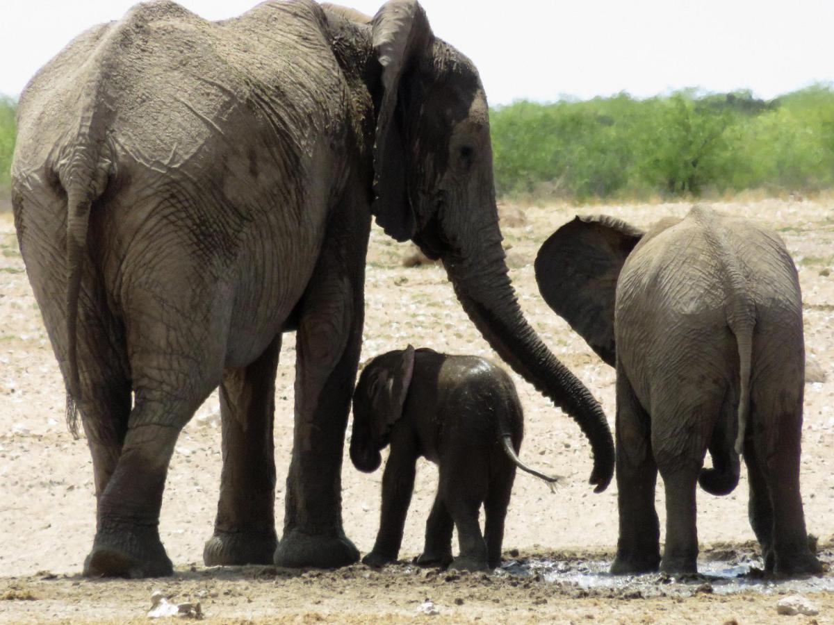 Etosha Safari Camping2Go Okaukuejo Extérieur photo